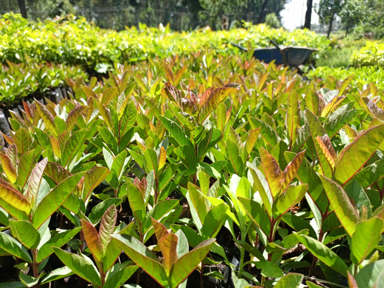 Tree Nursery-Nakuru