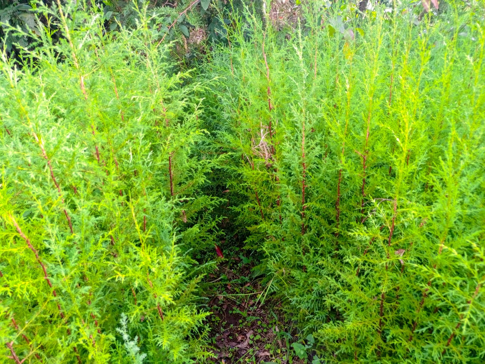 Exotic tree seedlings in Nakuru